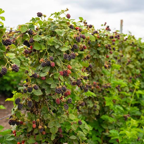 BLACK BERRY